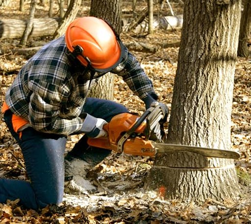 Tree Removal in Berryville, VA